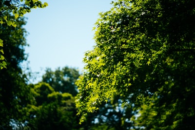 绿树白天
